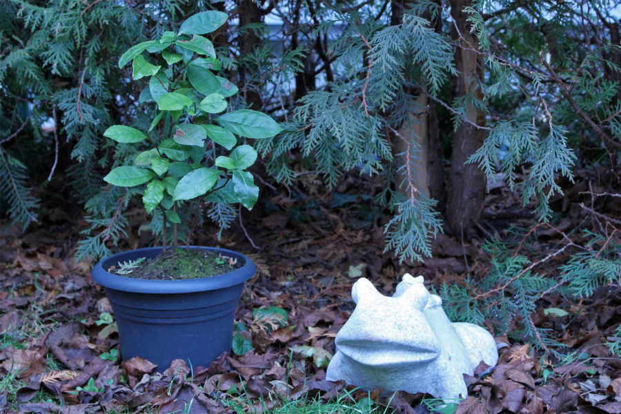 Teepflanze im Garten während des Winters
